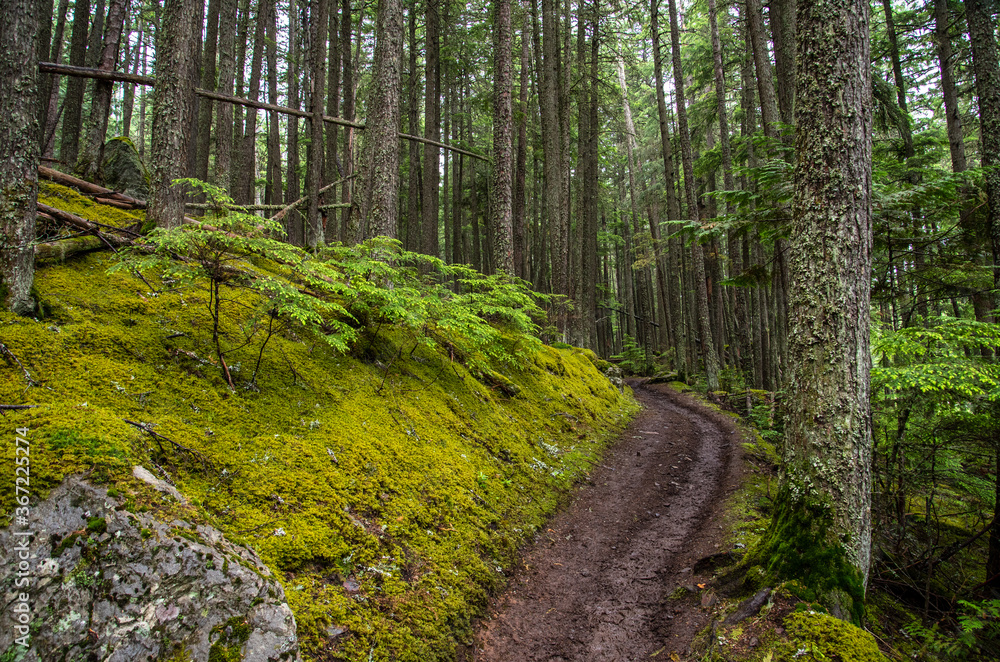 Fototapeta premium Glacier National Park trails through the forest.