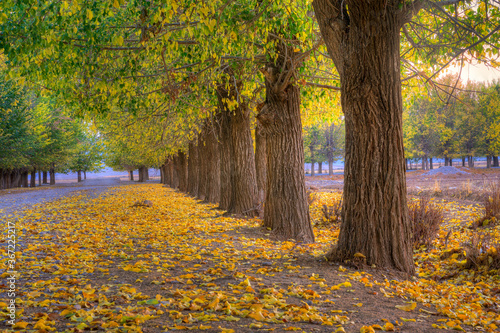 Autumn in a road near Shiraz, Iran