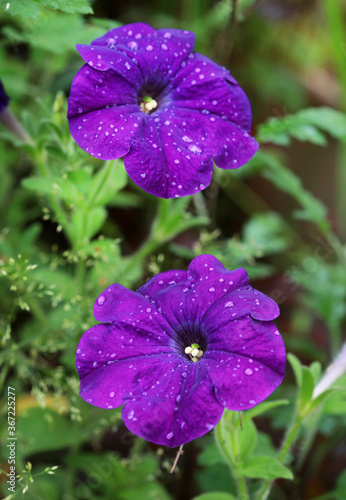 Purple Petunia flower after rain