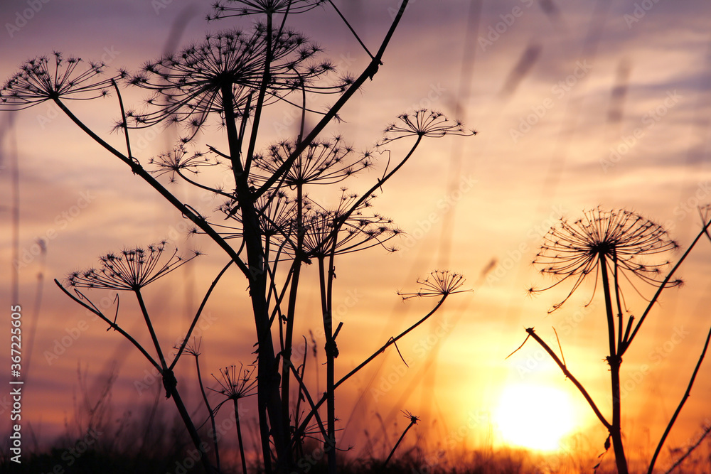 Obraz premium Beautiful calm sunset..Silhouette of a hogweed on a sunset background.
