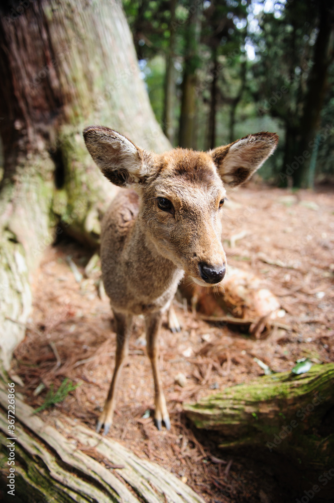 A young deer in Nara Park, Japan. Over 1000 deers live in Nara Park. Deer is considered as a messengers of the gods in and a symbol of Nara city.