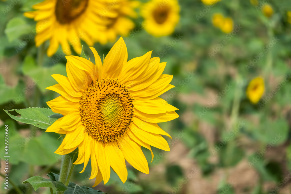 Fototapeta premium sunflowers farm with yellow flowers