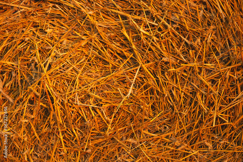 Straw. Background, texture of dry straw, vintage style for design.