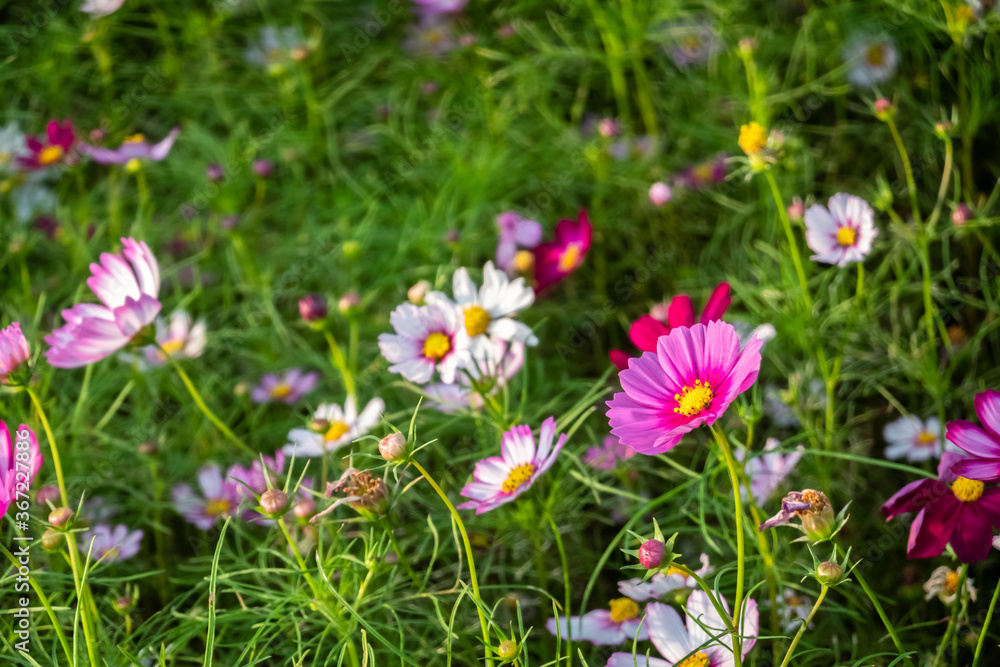 colorful cosmos flowers farm colorful cosmos flowers farm