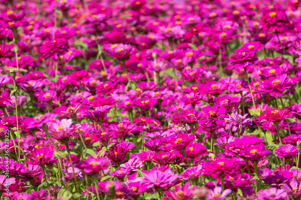 pink and purple cosmos flowers farm pink and purple cosmos flowers farm