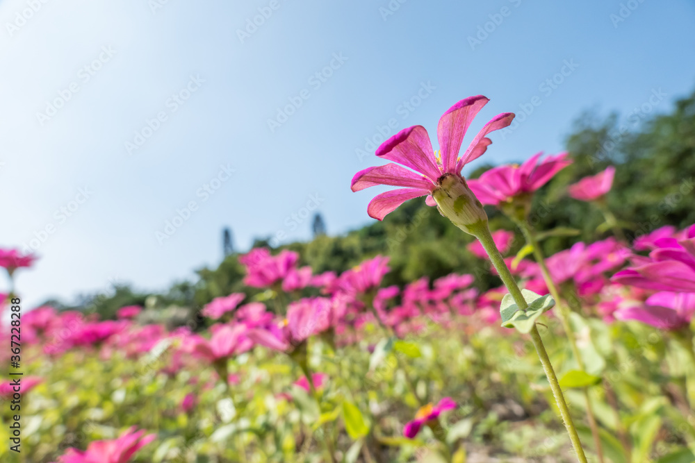 pink cosmos flowers farm