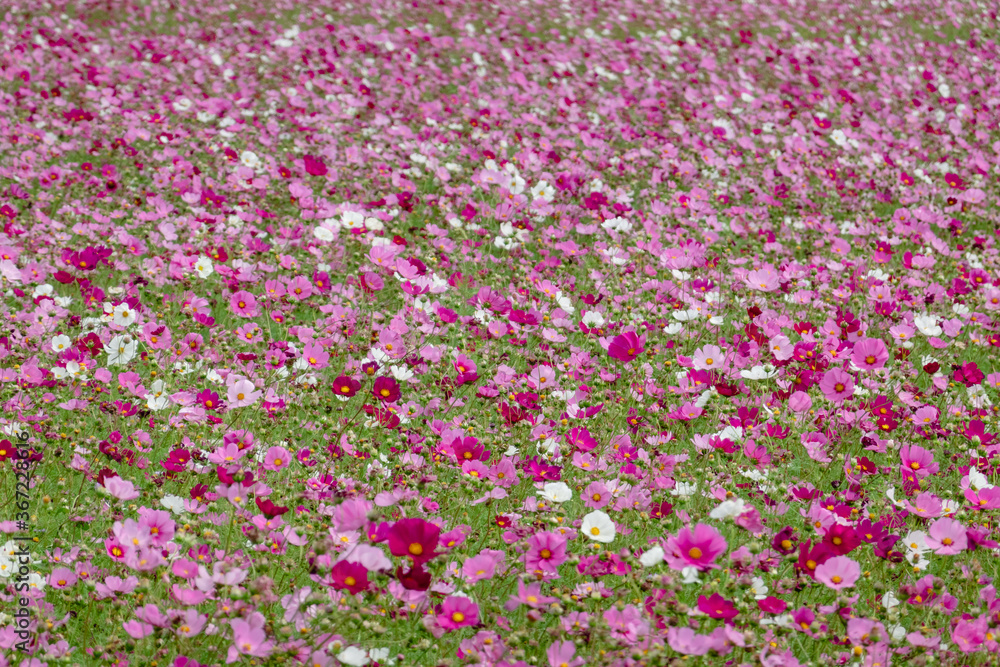 colorful cosmos flowers farm