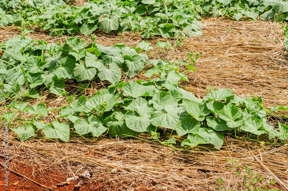 Zucchini Plants Running Off Zucchini Plants Running Off