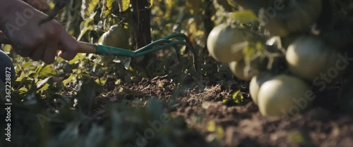Female gardener farmer worker pull weed by hand cultivator rake in tomato organic vegetable garden beautiful sunlight green nature unrecognizable close up slow motion