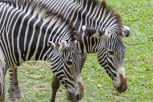 Group of zebras grazing in the field and sunning