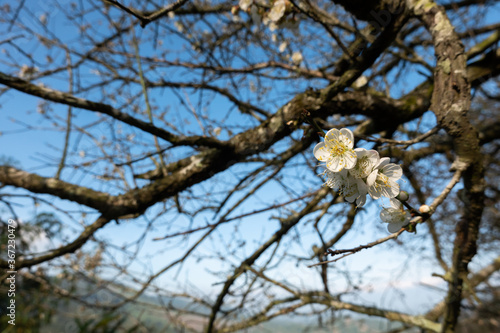 landscape of white plum blossom