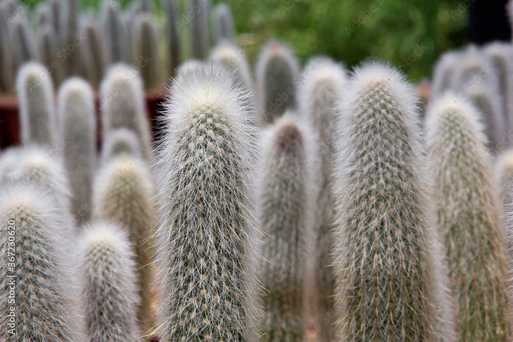 The cactus has a beautiful shape and sharp spines around it. The cactus has a beautiful shape and sharp spines around it.