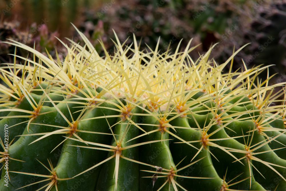The cactus has a beautiful shape and sharp spines around it.
The cactus has a beautiful shape and sharp spines around it.