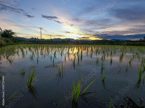 Beautiful view of rice paddy field and clouds during sunset with water-filled rice paddies and reflections of the rising sun on the water surfaces at northern of Thailand