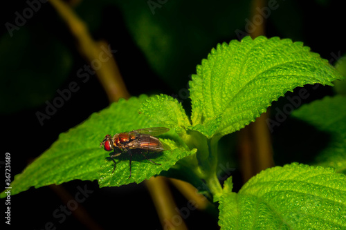 bug on leaf