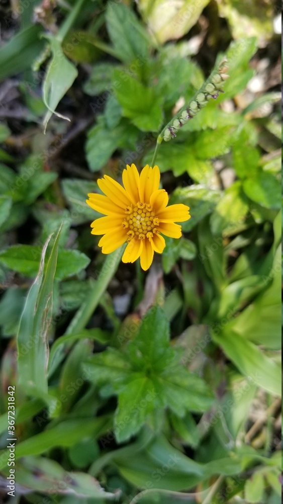 yellow dandelion flower yellow dandelion flower