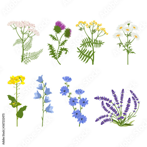 Set of wildflowers and herbs on a white isolated background. Vector illustration.
