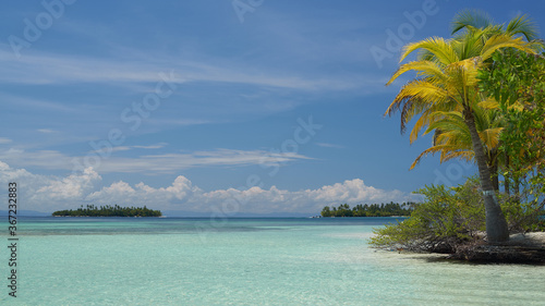 Coconut trees on uninhabited islands  archipelago San Blas  Panama.