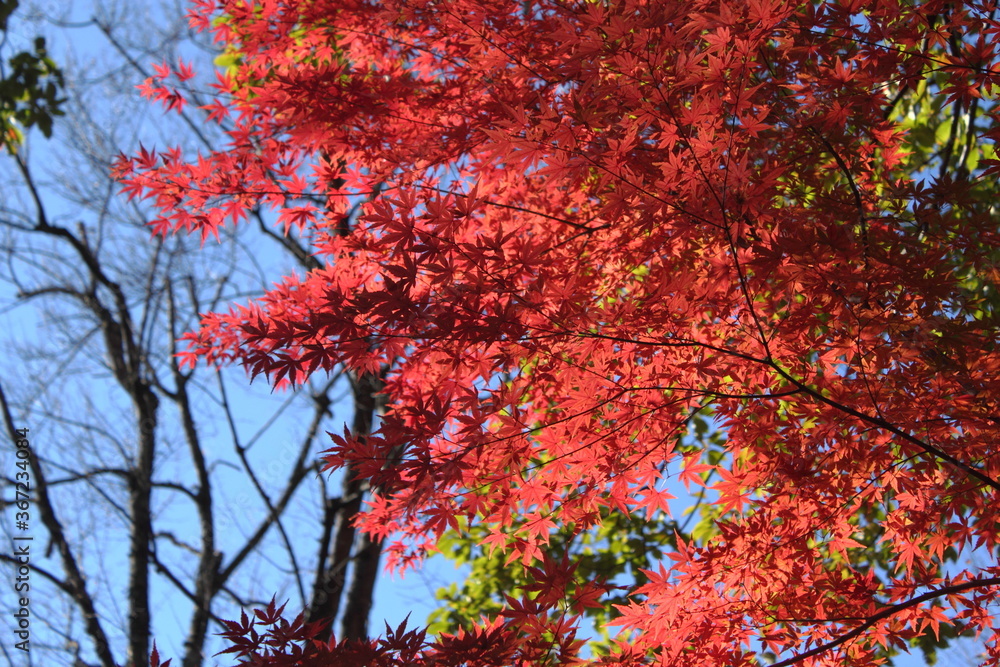 日本の紅葉