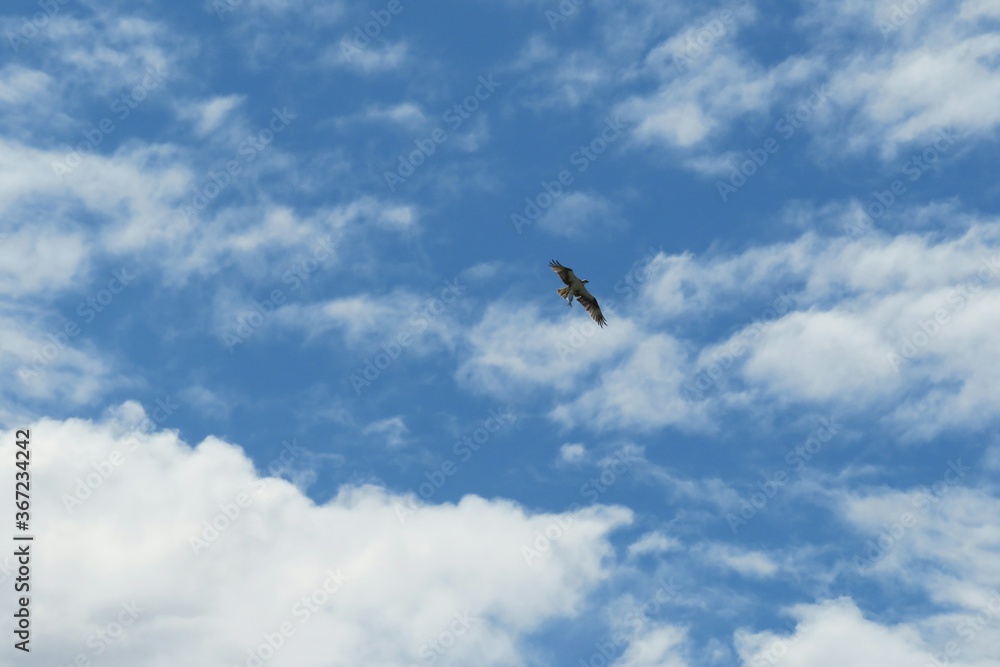 Hawk flies with prey on blue sky background in Florida beach