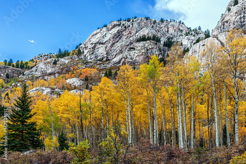 Aspen Stand in the San Juan Mountains 