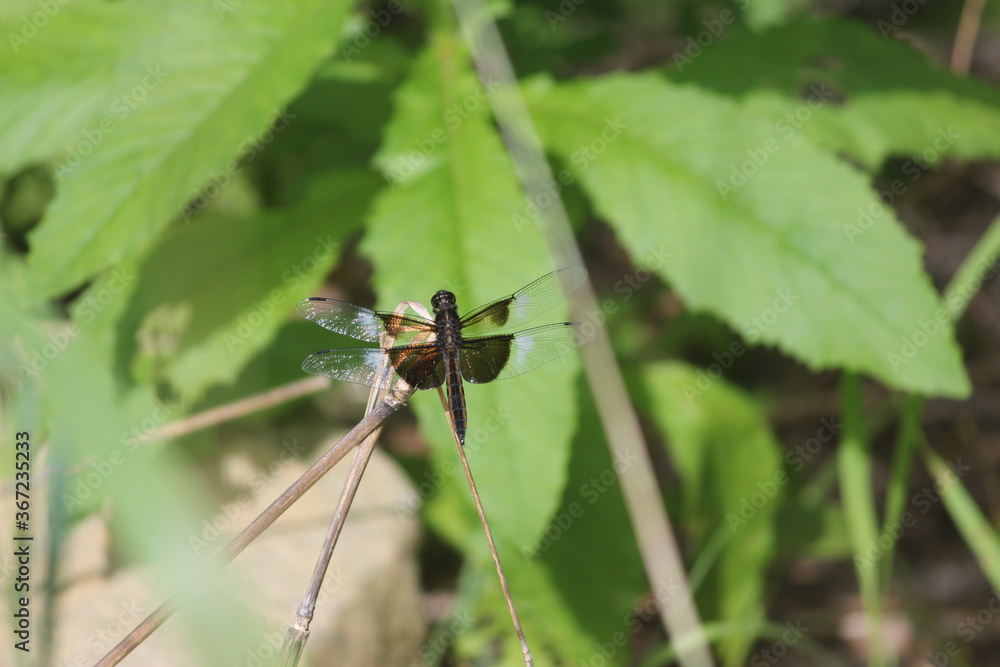 Fototapeta premium Dragonfly at rest