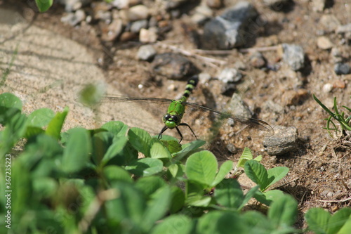 Green Dragonfly on the Ground
