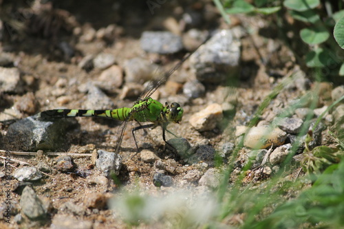 Green Dragonfly on the Ground