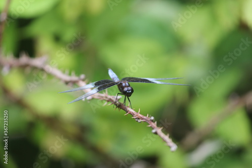 Dragonfly on thorns © Lisa Basile Ellwood