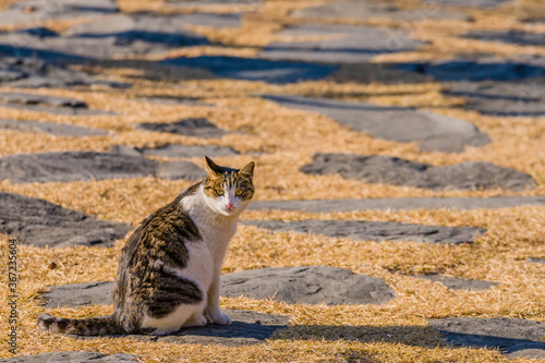 Cat sitting on stone walkway