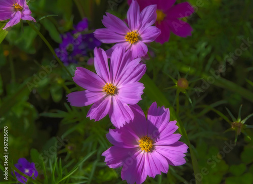 Cluster of purple cosmos flowers in garden with green background yellow pollen soft focus closeup nobody