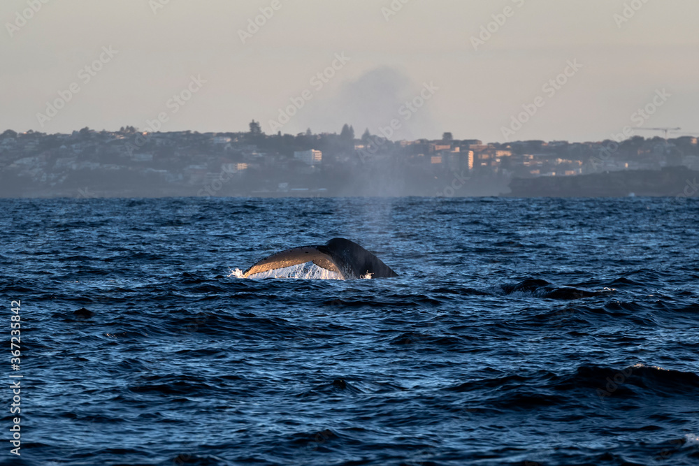 Obraz premium Humpback whale swimming near the coast, Sydney Australia