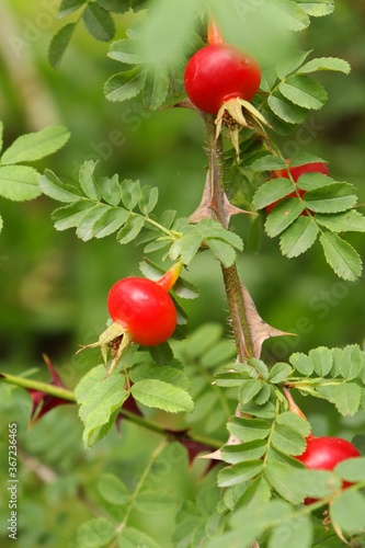 Red rosehip berries in a herb garden
