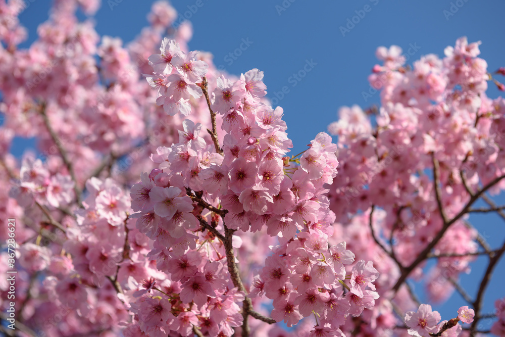 Pink cherry blossom or Sakura was full bloom in spring. Pink cherry blossom or Sakura was full bloom in spring.