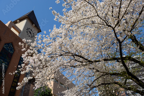 White cherry blossom or Sakura was full bloom in spring. © THUWANAN