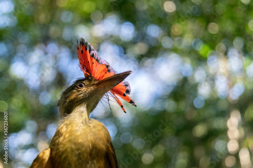 Royal flycatcher