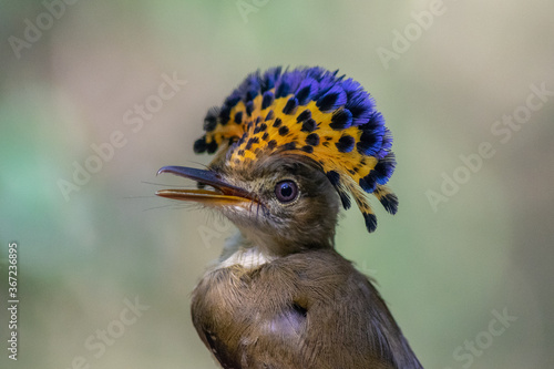 Royal flycatcher