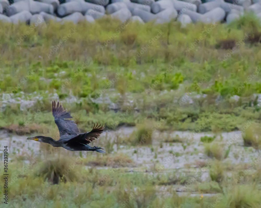 Fototapeta premium Cormorant flying coastal shoreline