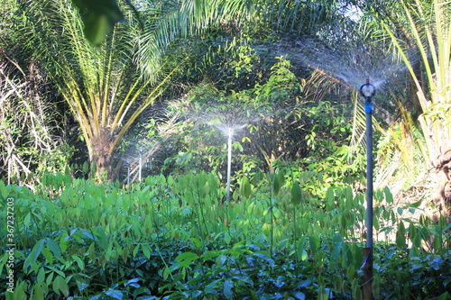 Sprinkler watering in a rubber plantation
