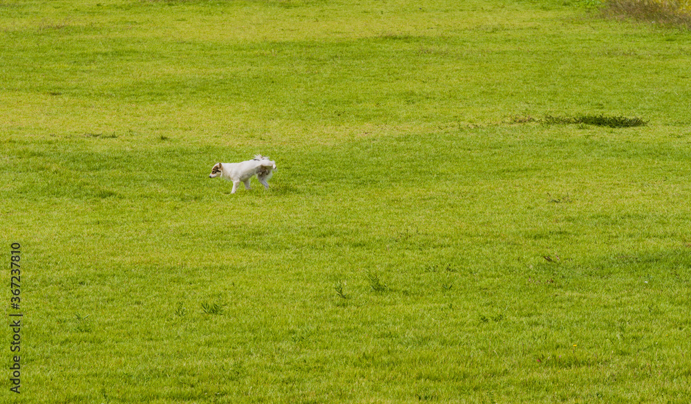 Fototapeta premium Small white dog peeing in grass.
