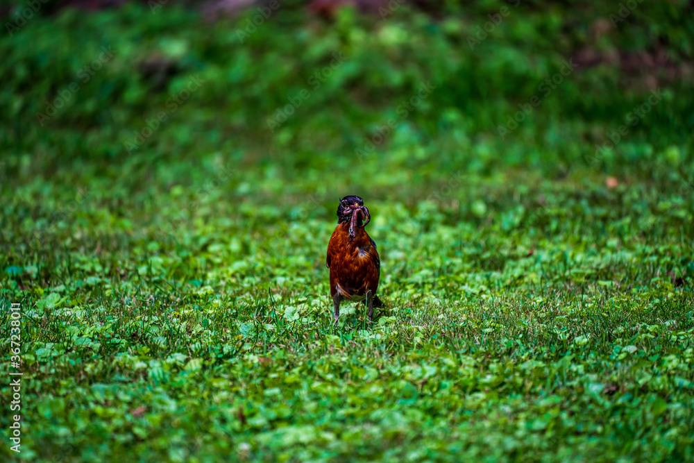 Obraz premium Robin with Worms on the grass