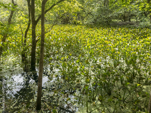 Fototapeta Naklejka Na Ścianę i Meble -  Pickerelweed (Pontederia cordata) in a swamp in northern Florida