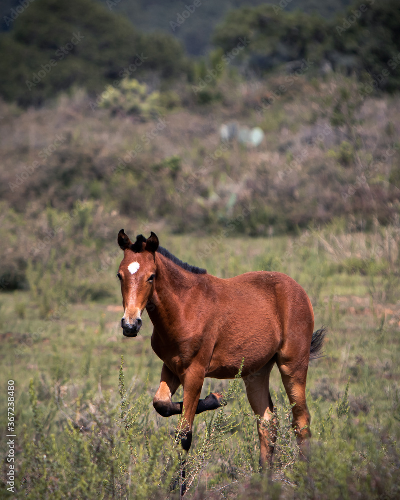 red horse in the mountains red horse in the mountains