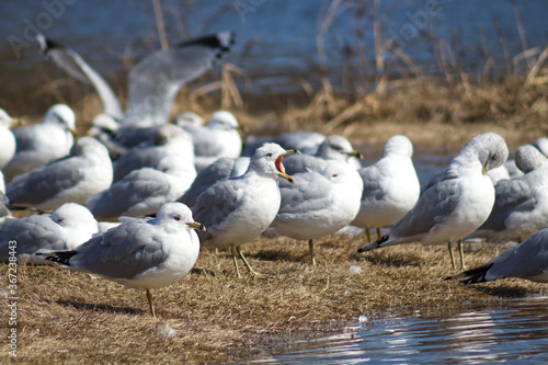 Seagulls with the mouth open