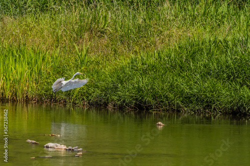 Low flying white egret