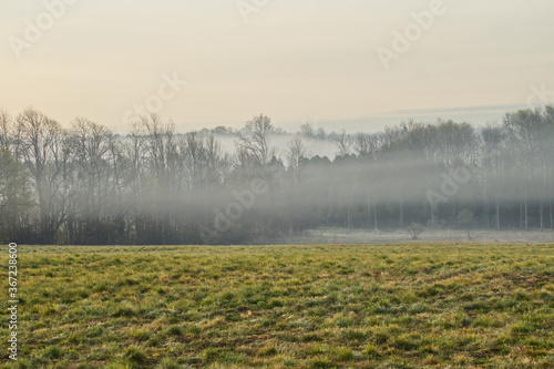 misty morning in the field