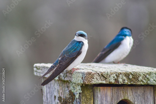 blue birds on a house
