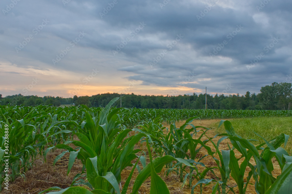 Fototapeta premium Sunset Over the Corn in New York 
