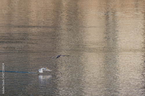 Egret and cormorant on river