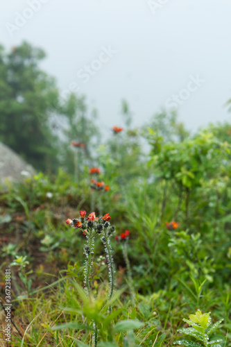 Mountain Flowers